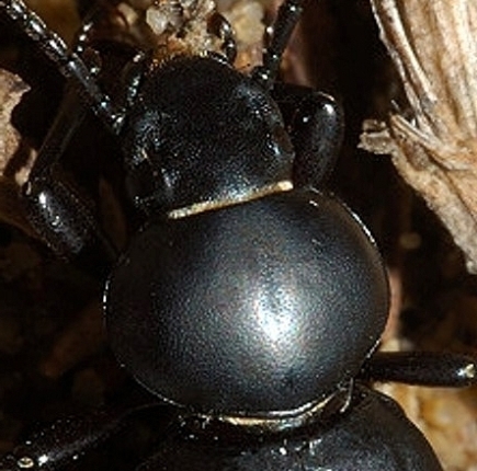 Tentyria italica e Scaurus striatus